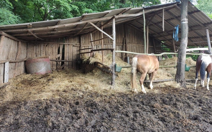 Zbiórka Wiata dla koni zwykly dach nad g - zdjęcie główne
