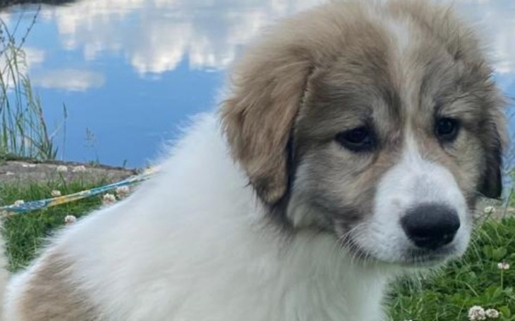 Szczeniak siedzi na trawie, z widokiem na wodę w tle.