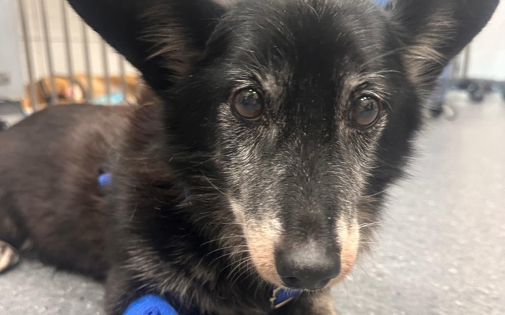 Zbiórka Zbiórka na prośbę Iwonki - zdjęcie główne