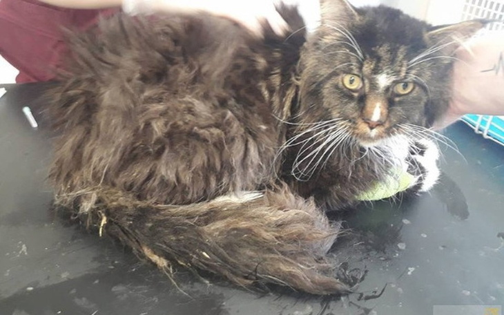 Zbiórka Pomoc dla Filona - zdjęcie główne