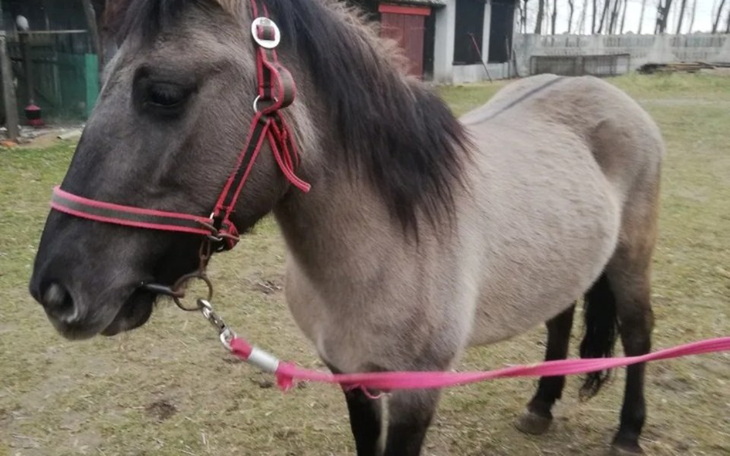 Zbiórka Na konia i na sprzęt jeździecki - zdjęcie główne