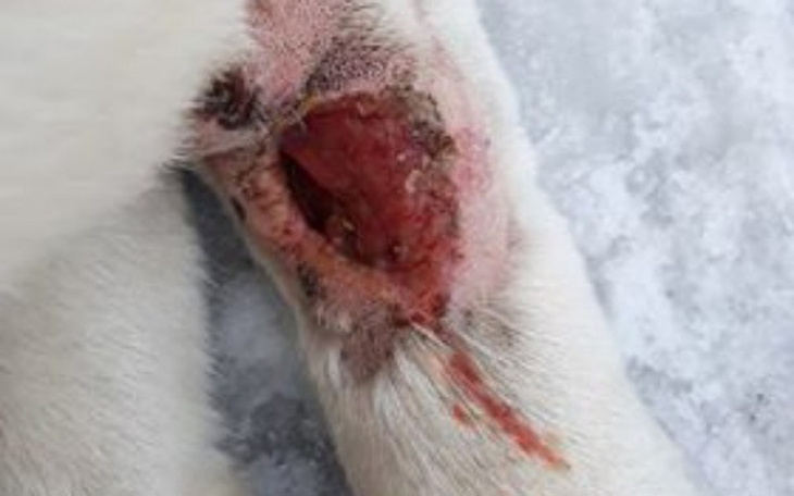 Zbiórka Ocalić psa z Zambrowa - zdjęcie główne