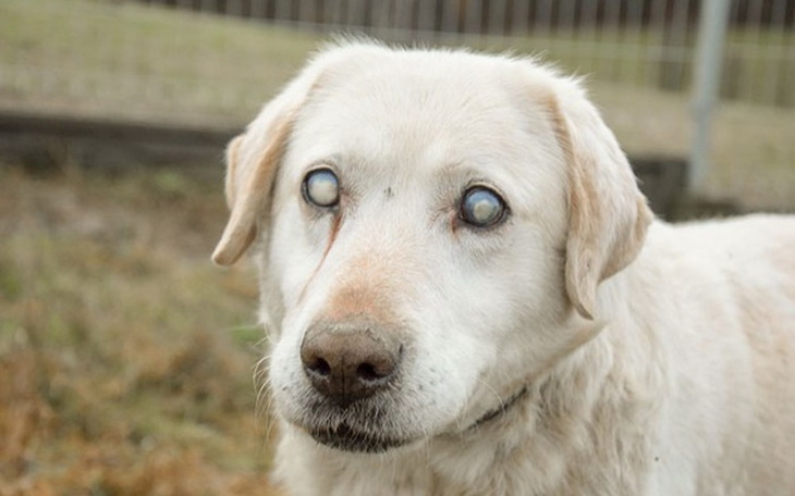 Zbiórka Leczymy niewidomego labradora - zdjęcie główne
