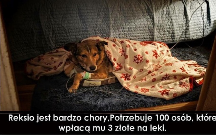 Zbiórka Walczymy o zdrowie Reksia... - zdjęcie główne