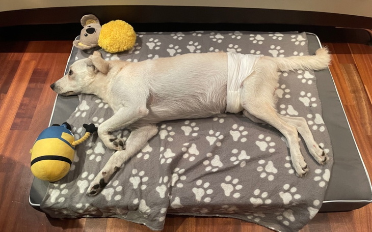 Zbiórka Razem dla Kokosa - zdjęcie główne