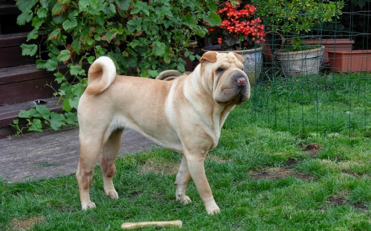 Zbiórka Leczenie onkologiczne Lijan - zdjęcie główne