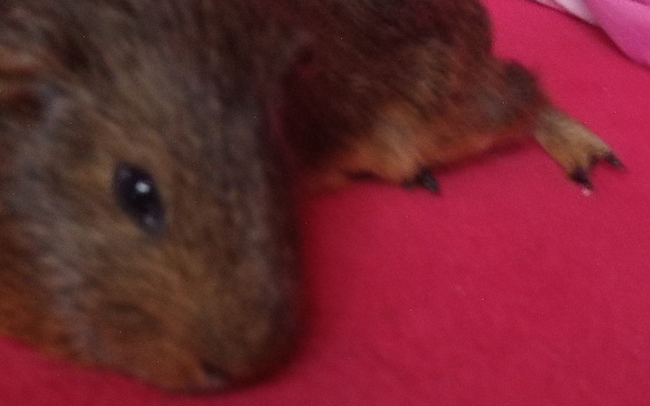 Zbiórka Leczenie dla moich świnek - zdjęcie główne