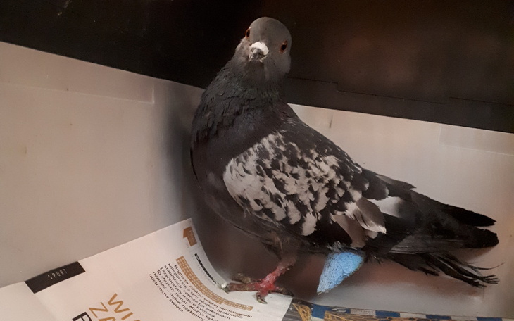 Zbiórka Zaplątane ptaki - gołębie - zdjęcie główne