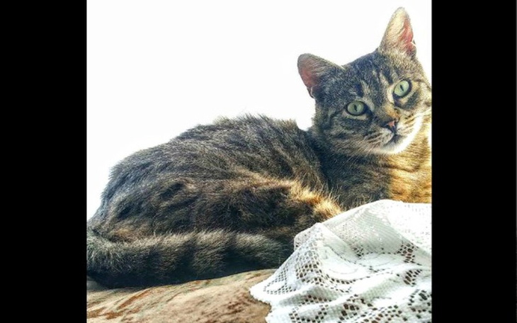 Zbiórka Leczenie Mili - zdjęcie główne