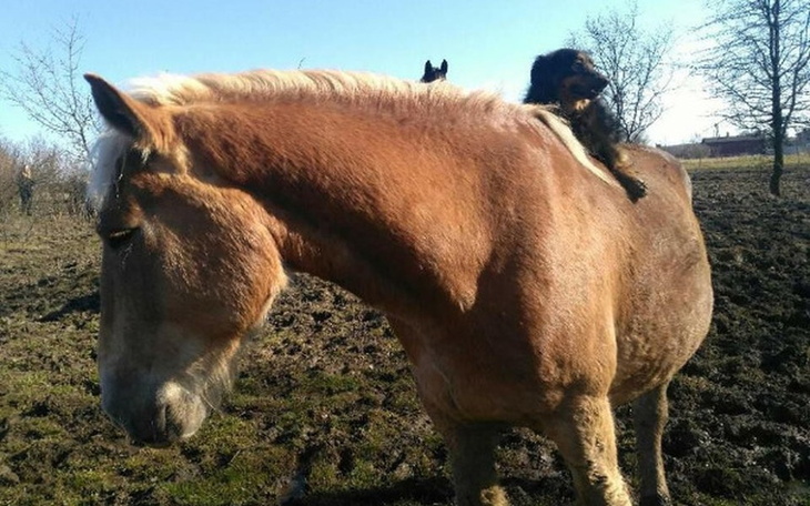 Zbiórka Brego i Ambrozja - zdjęcie główne