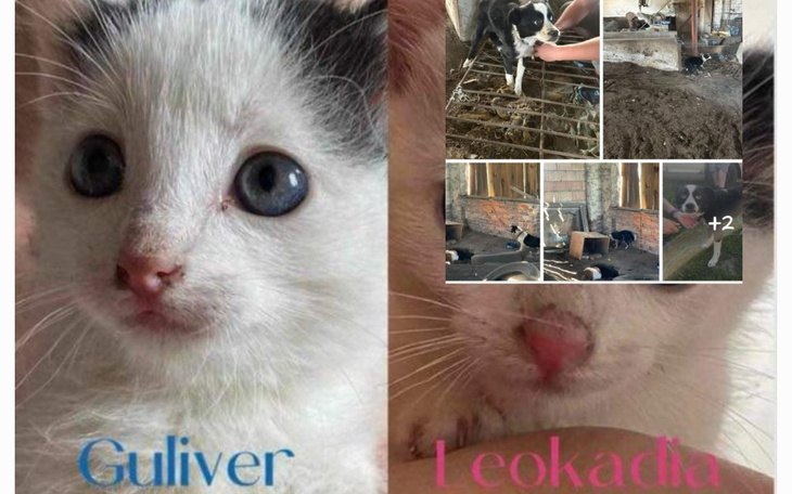 Zbiórka Zbiórka Urodzinowa TOZ Opole - zdjęcie główne