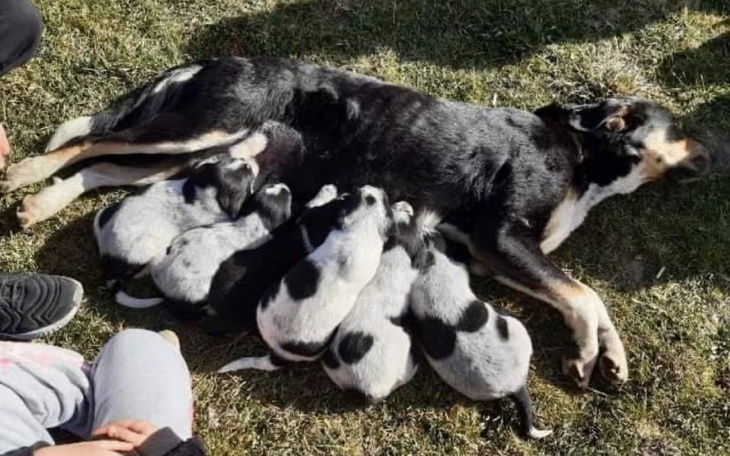 Zbiórka SUKA NICZYJA - niczyj problem - zdjęcie główne