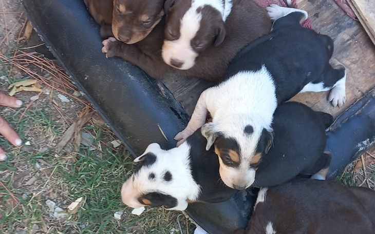 Zbiórka Zagrożona psia rodzina z Albanii - zdjęcie główne