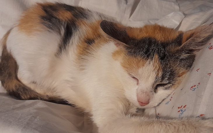 Zbiórka dla Spinki - zdjęcie główne