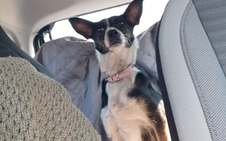 Zbiórka Na sterylizację Dzielnej Mamy - zdjęcie główne