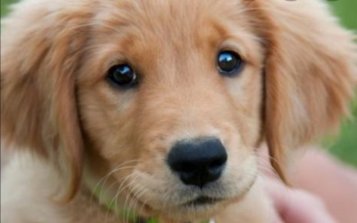 Zbiórka Zbieram na schronisko wyszków - zdjęcie główne