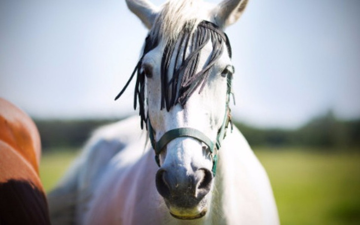 Biały koń na zielonej łące, z długą grzywą.