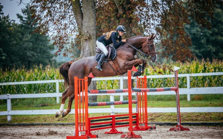 Jeździec skaczący przez przeszkodę na koniu.