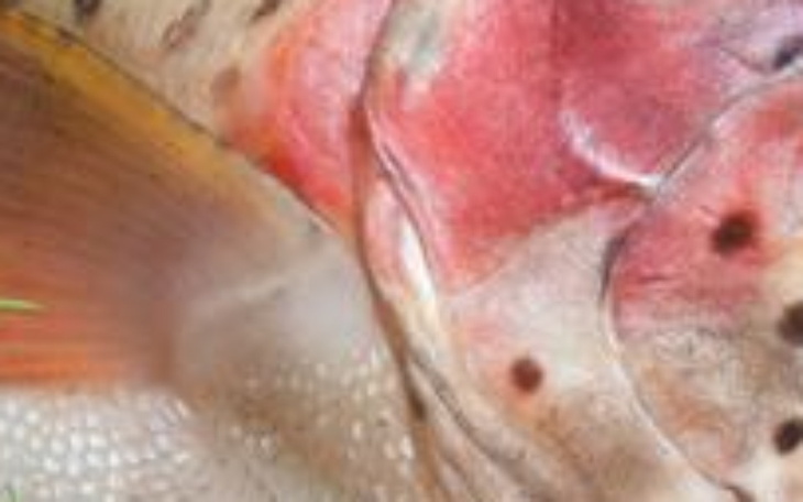 Zbiórka Homeopatia dobroczynna - zdjęcie główne