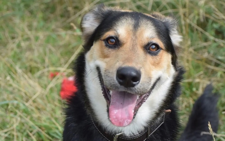 Szczęśliwy pies z uśmiechem, w otoczeniu zieleni.