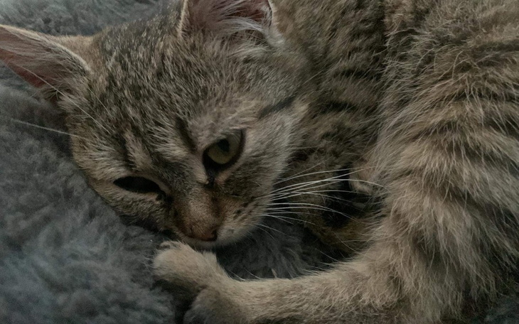 Zbiórka Leczenie Pana Bączka - zdjęcie główne