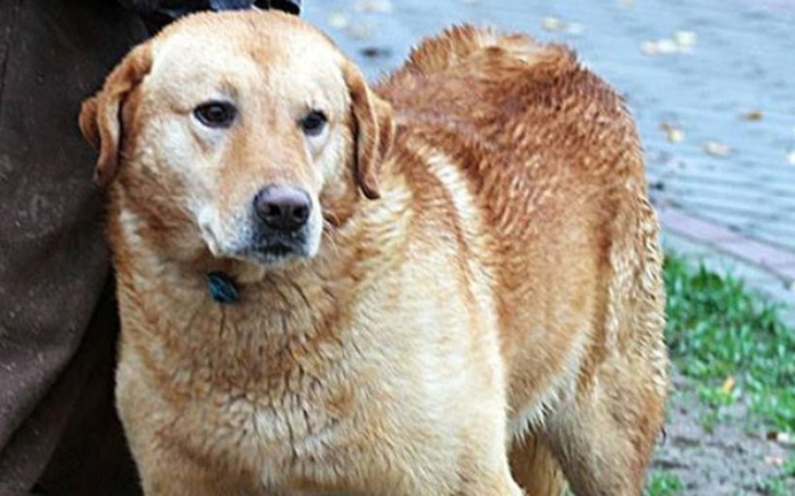 Zbiórka Pomóż mu wyjechać z RADYS - zdjęcie główne