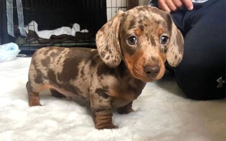 Zbiórka Jamnik miniaturowy - zdjęcie główne