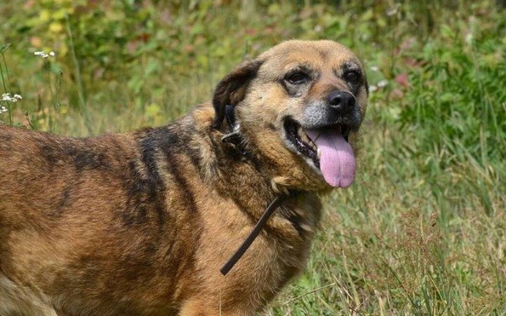 Zbiórka Pieski z Buska - zdjęcie główne