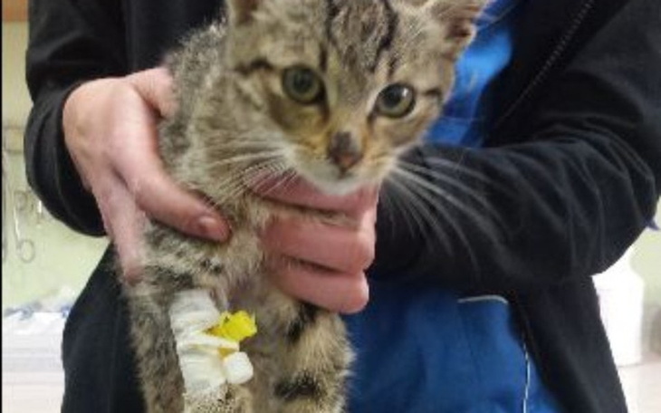 Zbiórka Leczenie maluchów - zdjęcie główne