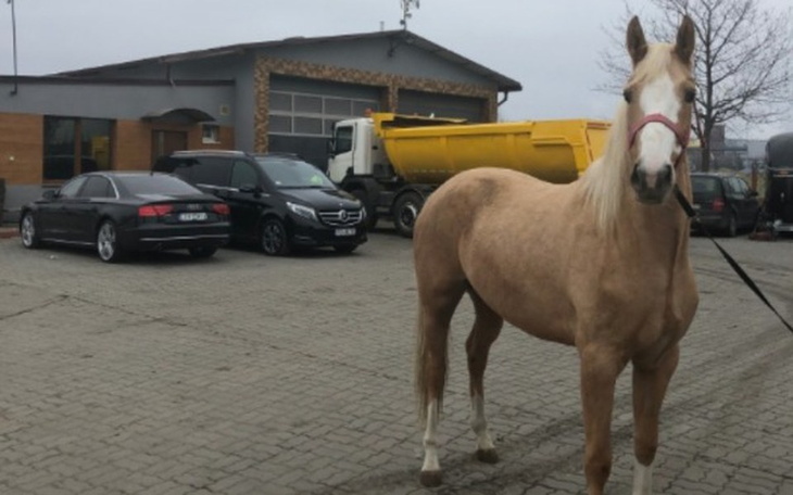 Zbiórka Pomóż spełnić mi moje marzenie - zdjęcie główne