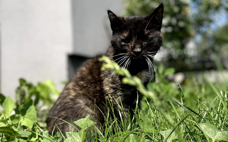 Zbiórka Diagnostyka i leczenie Herbatki - zdjęcie główne