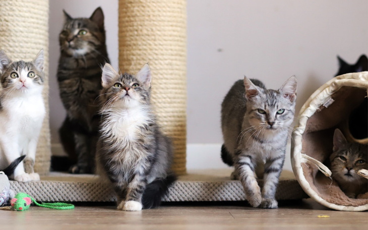 Zbiórka Na utrzymanie Podopiecznych. - zdjęcie główne