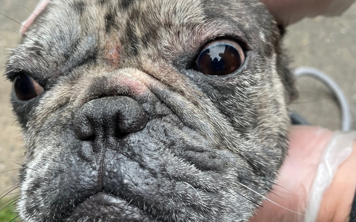 Zbiórka Narkotyki, pies, koty i tragedia - zdjęcie główne