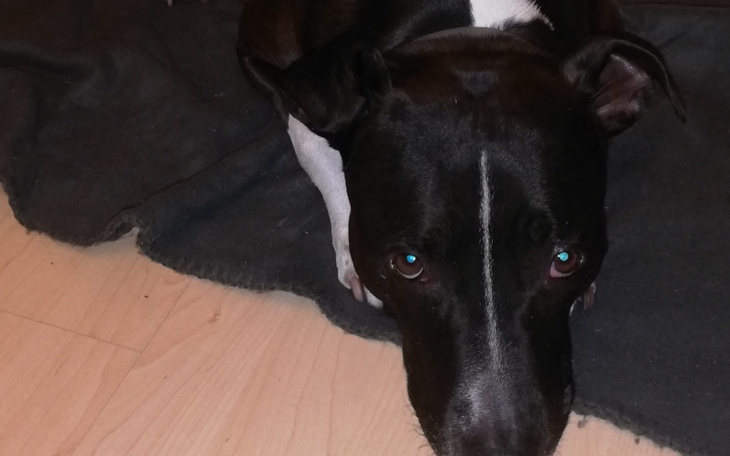 Czarny pies leży na podłodze, patrząc w obiektyw.