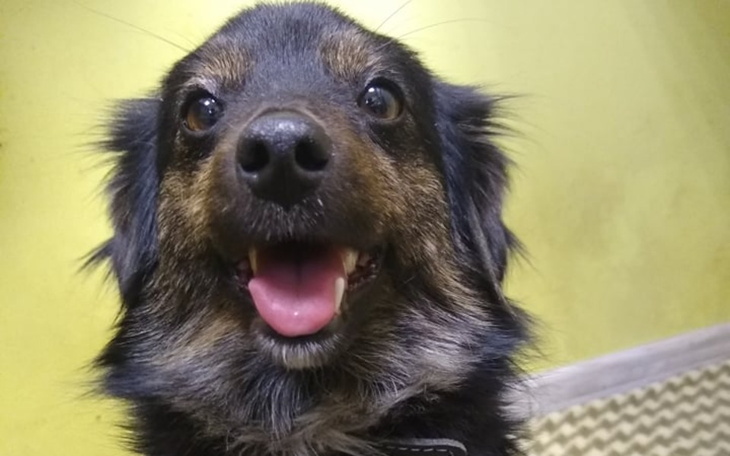 Zbiórka Żeby KARMI znalazła dom - zdjęcie główne