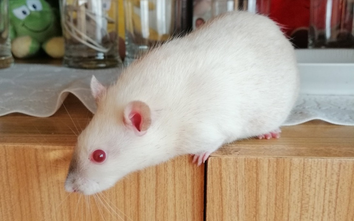 Zbiórka Pomoc na zabieg dla szczurzycy - zdjęcie główne