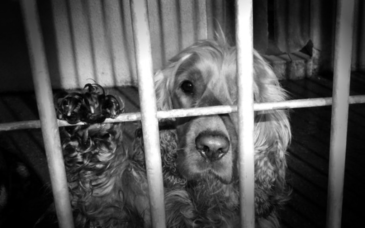 Zbiórka Spanielove marzenie Barona. - zdjęcie główne