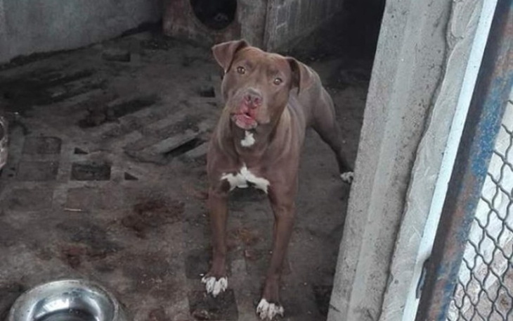 Zbiórka Azyl dla TTB - zdjęcie główne