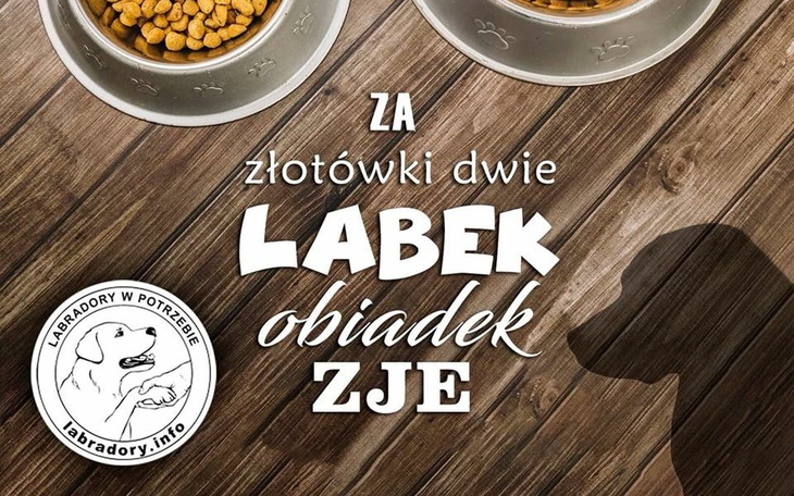Zbiórka Nakarm ekipę Labradory.info.pl - zdjęcie główne