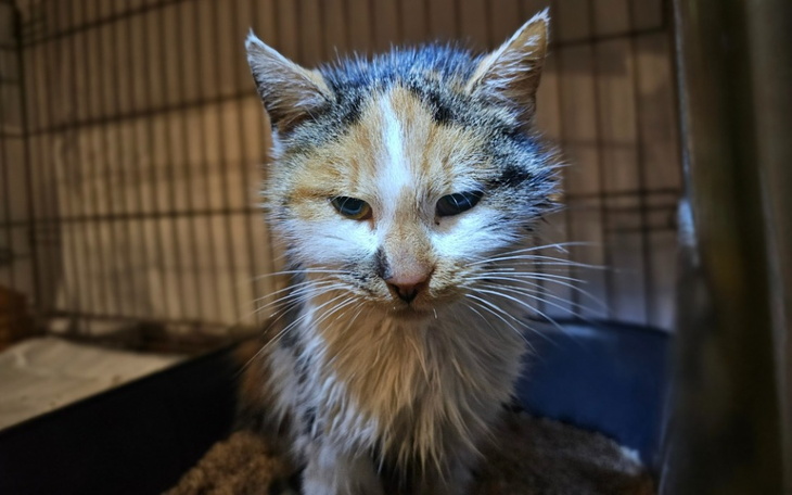 Kot w klatce, z wyraźnym spojrzeniem i mokrym futrem.