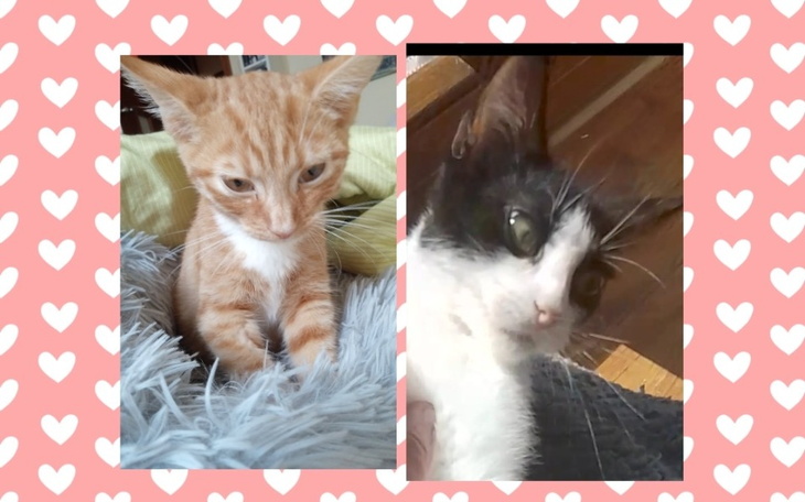 Dwa koty siedzące obok siebie na tle różowych serc.