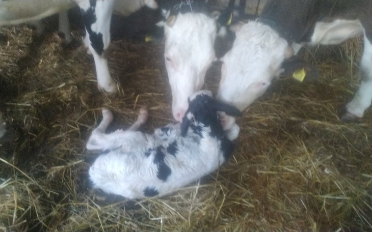 Zbiórka Chce zwiększyć produkcję mleka - zdjęcie główne