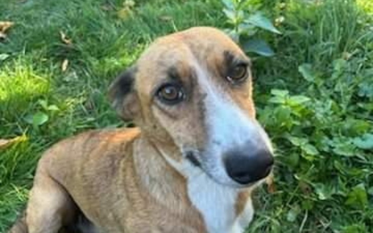 Zbiórka Mama i 6 dzieci z lasu.Transport - zdjęcie główne