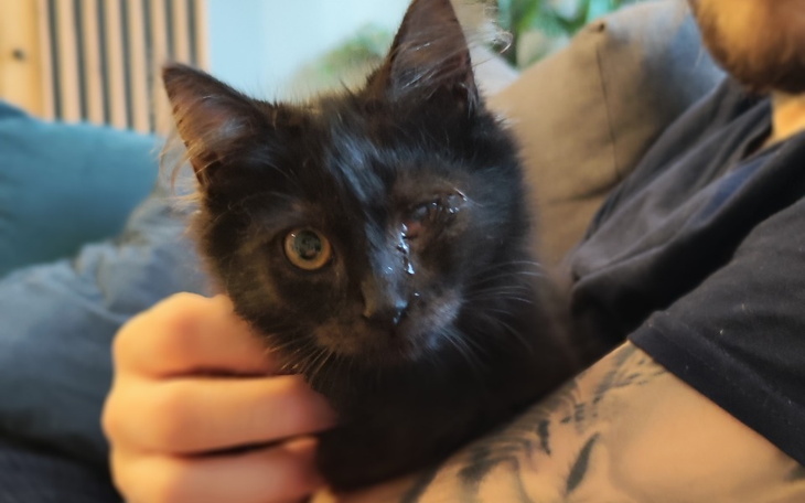 Czarny kot z jednym okiem, przytulany przez osobę.
