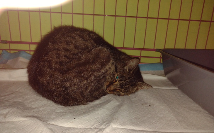 Zbiórka kot więziony w szopie,jego lecze - zdjęcie główne