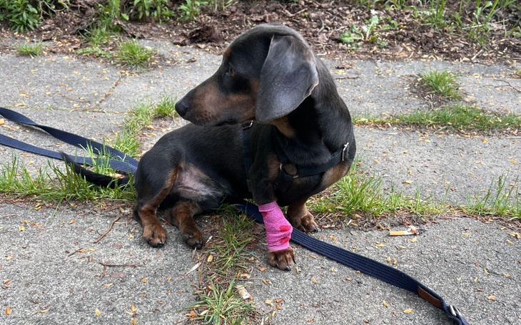 Zbiórka Mały pies wielkie problemy - zdjęcie główne