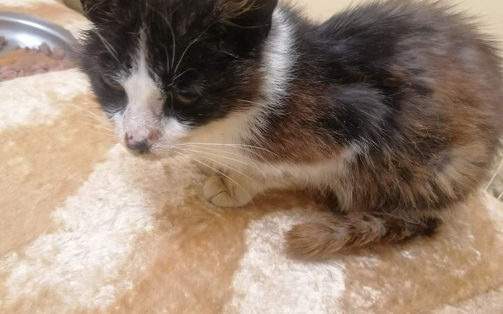 Zbiórka Ratujmy bezbronne kocięta - zdjęcie główne