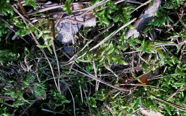 Zbiórka Codzienne zakupy - zdjęcie główne