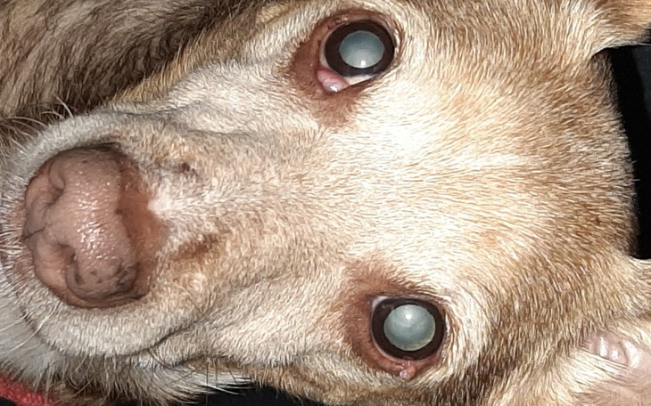 Zbiórka Dla bogusia psiaka - zdjęcie główne