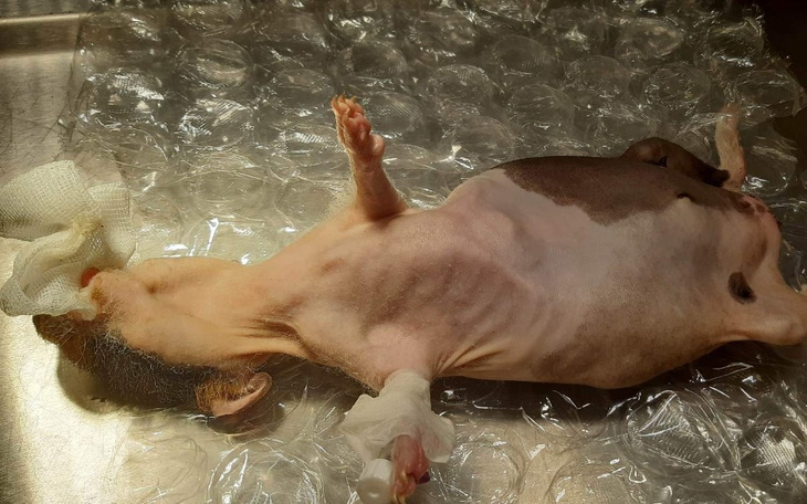 Zbiórka Małe zwierzątka, dużo cierpienia - zdjęcie główne